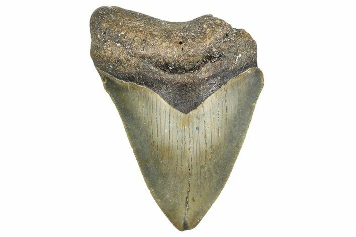 Bargain, Fossil Megalodon Tooth - Serrated Blade #343443